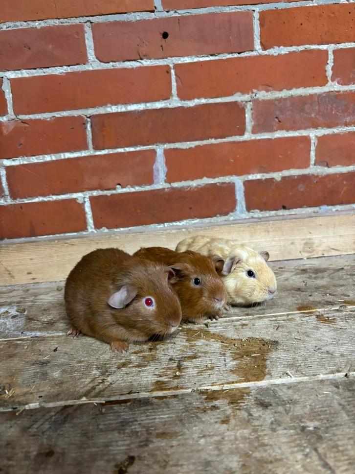 Cavia zeugjes, Dieren en Toebehoren, Knaagdieren, Vrouwelijk, Cavia, November, Tam