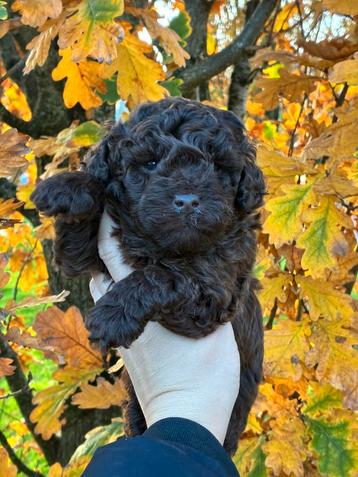 Mini labradoodle pups te koop! Choco kleur! beschikbaar voor biedingen