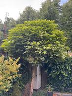 Bol Catalpa boom lijkt ie op, Tuin en Terras, Ophalen, Volle zon, Overige soorten