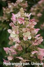 Hydrangea pan. Unique, Zomer, Ophalen of Verzenden, Volle zon