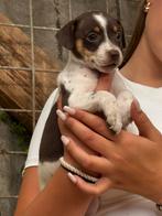 Boerefox puppys, Jack Russell Terriër, 8 tot 15 weken, Meerdere, Meerdere dieren