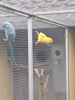 5 halsbandparkieten, Meerdere dieren, Parkiet