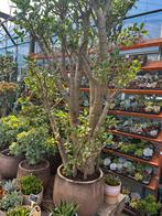Vetplanten crassula’s vanaf €1,- tot €195,-, Ophalen, Vetplant, Halfschaduw, In pot