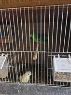 Catherine parkieten te koop mooie ino crème en groen., Dieren en Toebehoren, Vogels | Parkieten en Papegaaien, Meerdere dieren