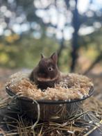 Mini loffelohr/ drager, Dieren en Toebehoren, Konijnen, Mannelijk, Dwerg