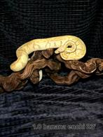 Python regius banana enchi, Slang