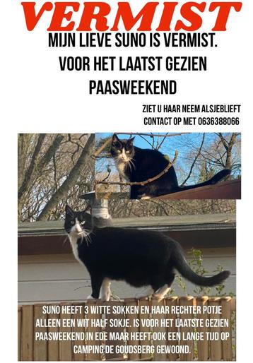 Vermist poes Suno Ede Beloning €500,- v de gouden tip €500,- beschikbaar voor biedingen