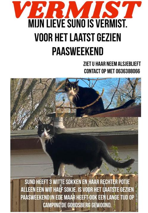 Vermist poes Suno Ede Beloning €500,- v de gouden tip €500,-, Dieren en Toebehoren, Katten en Kittens | Raskatten | Korthaar, Poes