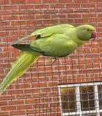 Groene opaline halsbandparkiet split wkws, Dieren en Toebehoren, Vogels | Parkieten en Papegaaien, Mannelijk, Parkiet, Geringd