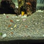 Vuurgarnalen, Dieren en Toebehoren, Vissen | Aquariumvissen, Kreeft, Krab of Garnaal