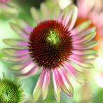 Zaden Echinacea purpurea Green Twister - groene  zonnehoed, Ophalen of Verzenden, Voorjaar, Volle zon, Zaad