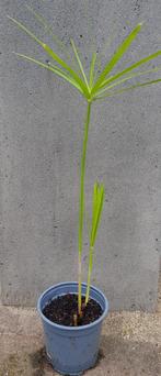 Parapluplant, Ophalen, Halfschaduw, Minder dan 100 cm