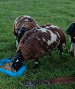 Beste zware bonte dekram te koop, Dieren en Toebehoren, Schapen, Geiten en Varkens, Mannelijk, Schaap