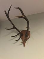 Gewei op houten schild, Ophalen, Gebruikt