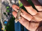 Gargoyle gekko 2 weken oud, Dieren en Toebehoren, Hagedis