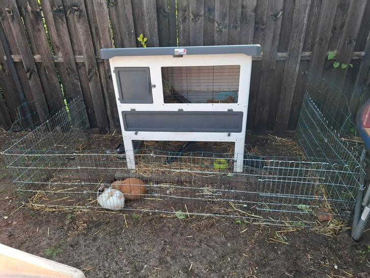 2 konijnen te koop, Dieren en Toebehoren, Konijnen, Middelgroot, Vrouwelijk, 0 tot 2 jaar, Hangoor