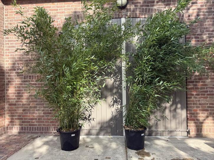 Grote winterharde Bamboe - 3 meter, Tuin en Terras, Planten | Tuinplanten, Vaste plant, Siergrassen, Halfschaduw, Bloeit niet