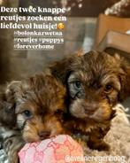 Te koop bolonka zwetna pup reutje, Dieren en Toebehoren, Honden | Chihuahua's en Gezelschapshonden, Eén hond, Nederland, Particulier
