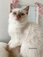 Zeldaam Cinnamon Mink Ragdoll kitten met stamboom, Dieren en Toebehoren, Katten en Kittens | Raskatten | Langhaar, Kater, Gechipt