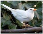 Witte merel gezocht, Dieren en Toebehoren, Mannelijk, Wildzangvogel, Geringd