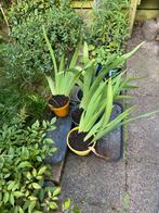 Bruine Iris tuinplant vaste plant, Ophalen, Zomer, Overige soorten, Volle zon