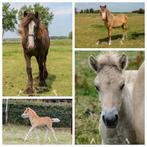 2 jaarlingen en 2 hengstveulens, Dieren en Toebehoren, Paarden, Meerdere dieren, Onbeleerd, Met stamboom, 0 tot 2 jaar