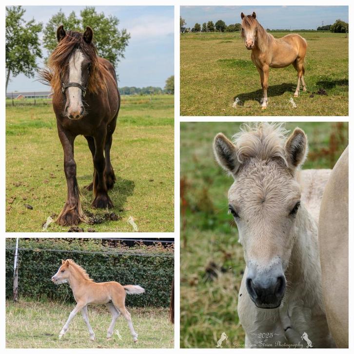 Tinker, welsh en 2 hengstveulens welsh en fjord, Dieren en Toebehoren, Paarden, Meerdere dieren, Onbeleerd, 0 tot 2 jaar, Met stamboom