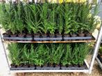 Mooie Taxus Baccata, 40 cm voor € 2,75 per stuk, Tuin en Terras, Planten | Struiken en Hagen, Ophalen, Taxus, Haag, Minder dan 100 cm