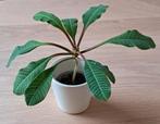 Madagascar Jewel (Euphorbia leuconeura), Huis en Inrichting, Kamerplanten, Verzenden, Halfschaduw, Minder dan 100 cm