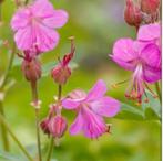 Geranium ooievaarsbek macrorrhizum vaste bodembedekkers roze, Tuin en Terras, Planten | Tuinplanten, Ophalen of Verzenden, Zomer