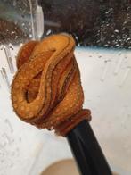 Corallus Hortulanus Tiger caramel avec double ligne tiger, Dieren en Toebehoren, Slang, 0 tot 2 jaar