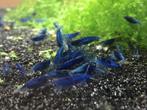 Blauwe, Rode en Fire rili (rood-wit) garnalen, eigen kweek, Dieren en Toebehoren, Vissen | Aquariumvissen, Kreeft, Krab of Garnaal