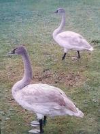 Trompetzwaan, Dieren en Toebehoren, Pluimvee, Meerdere dieren