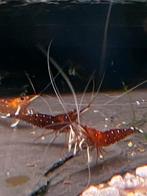 Caradina dennerli ( sulawesi garnalen), Kreeft, Krab of Garnaal