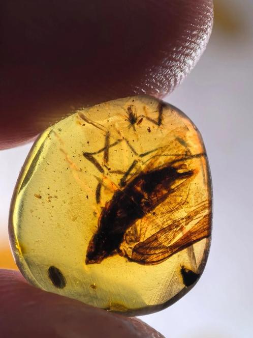 Birmees Amber (H2) met insluiting van onbekend vliegend inse, Verzamelen, Mineralen en Fossielen, Fossiel, Verzenden