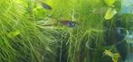 Endler guppen, Dieren en Toebehoren, Ophalen of Verzenden