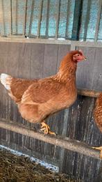 Jonge kippen, Dieren en Toebehoren, Pluimvee, Vrouwelijk, Kip