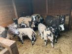Te koop bonte schapen met lammeren, Dieren en Toebehoren, Schapen, Geiten en Varkens, Schaap, Meerdere dieren, 0 tot 2 jaar