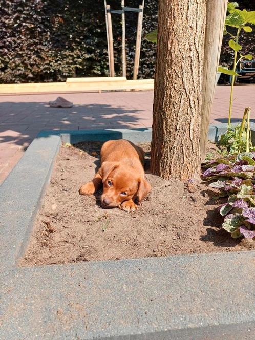Lief teefje zoekt haar gouden mandje!, Dieren en Toebehoren, Honden | Jack Russells en Terriërs, Reu, Overige rassen, Fokker | Hobbymatig