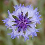 Zaden korenbloem mix blauw/wit (Centaurea cyanus), Ophalen of Verzenden, Voorjaar, Volle zon, Zaad