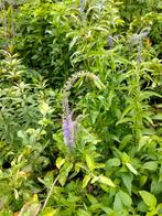 Veronica spicata blauw, Volle zon, Vaste plant, Zomer, Ophalen