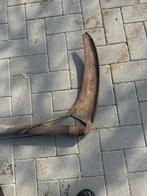 Antieke zeis, Antiek en Kunst, Antiek | Gereedschap en Instrumenten, Ophalen