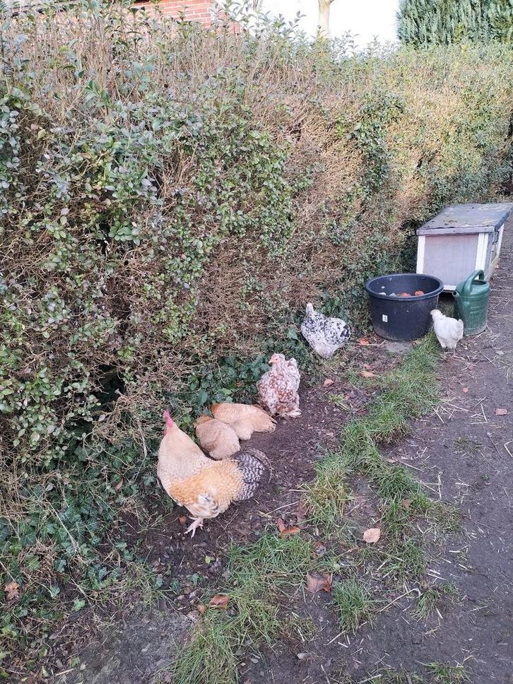 Kriel kippen, Dieren en Toebehoren, Pluimvee, Kip, Meerdere dieren