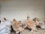 Te koop raszuivere usa zijdehoenders, Dieren en Toebehoren, Pluimvee, Geslacht onbekend, Kip