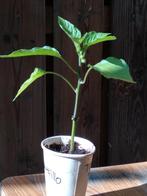 Hongaarse peper plantje, Volle zon, Groenteplanten, Eenjarig, Ophalen of Verzenden