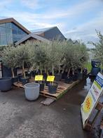 Olijfbomen v.a. €70 bij Tuincentrum Van der Spek, Tuin en Terras, Planten | Bomen, Ophalen