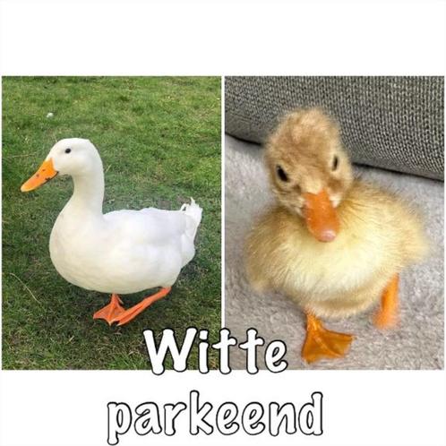 Broedeieren witte Eenden - Verse broed eieren van de Eend, Dieren en Toebehoren, Pluimvee, Geslacht onbekend