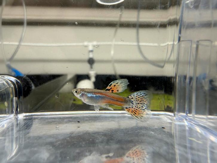 UNIEK: Red Grass Guppen Raszuiver, Dieren en Toebehoren, Vissen | Aquariumvissen, Vis