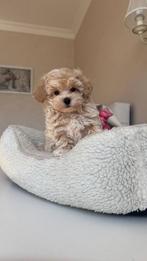 Premium maltipoo f1 teefje micro, Dieren en Toebehoren, Honden | Chihuahua's en Gezelschapshonden, Particulier, Rabiës (hondsdolheid)