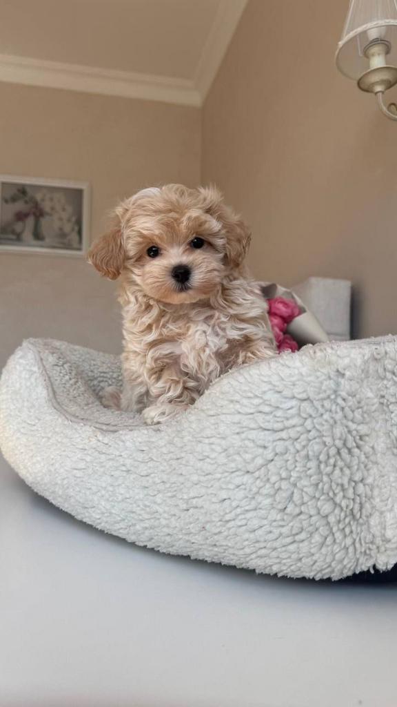 Premium maltipoo f1 teefje micro, Dieren en Toebehoren, Honden | Chihuahua's en Gezelschapshonden, Teef, Overige rassen, Particulier